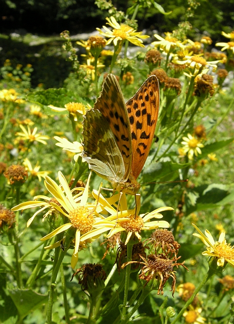 Argymnis pandora? - Argynnis paphia